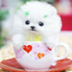 Meet your Posher, Lena